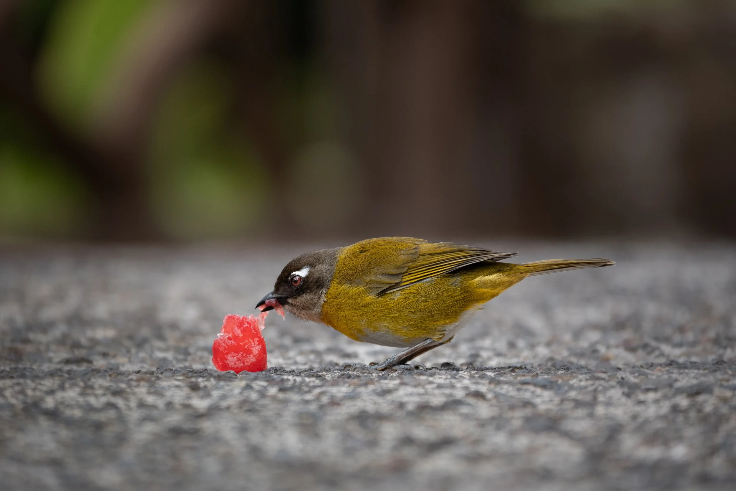  Common Bush Tanager 