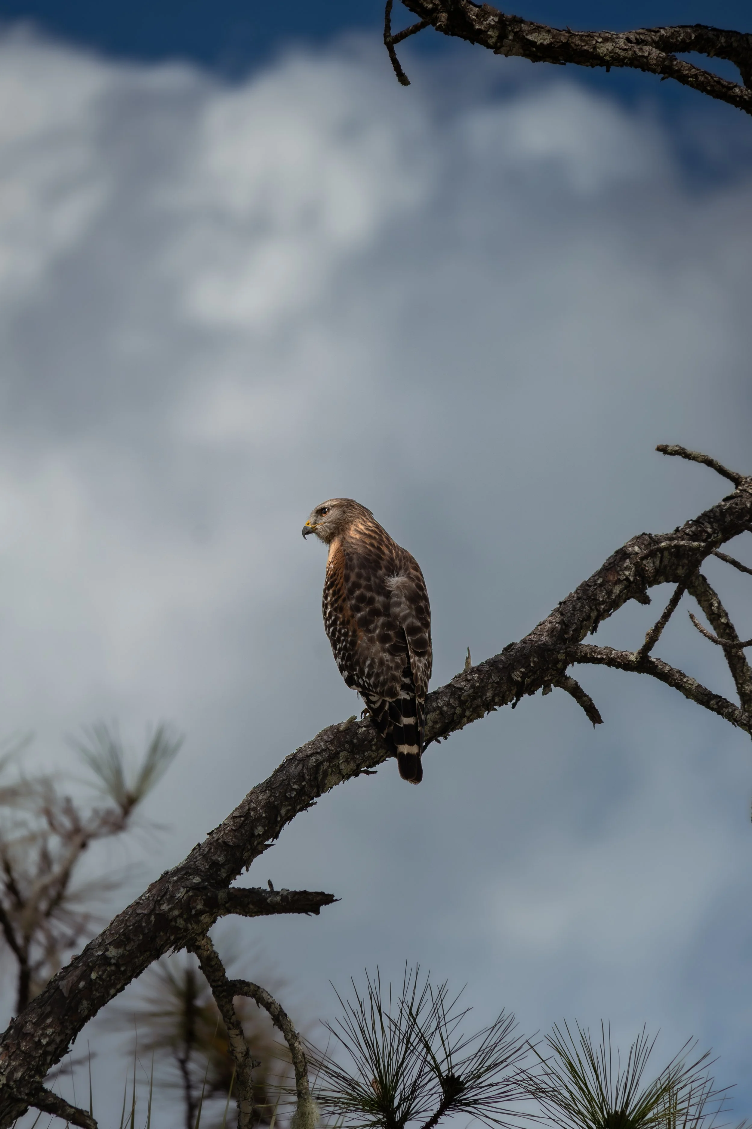  Red Shouldered Hawk 