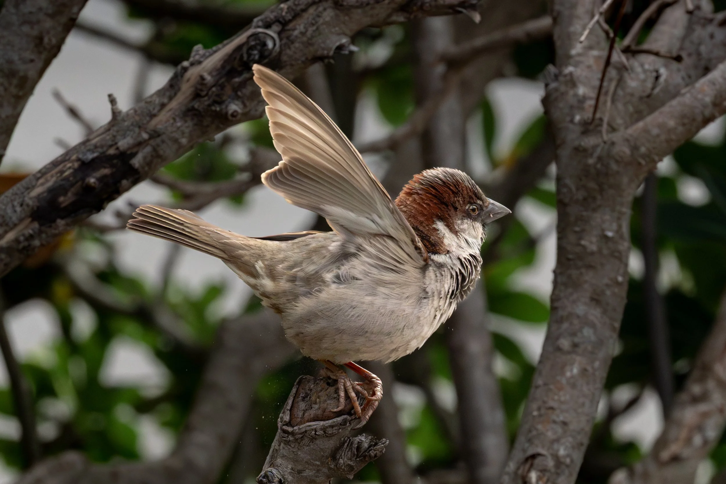  House Sparrow 