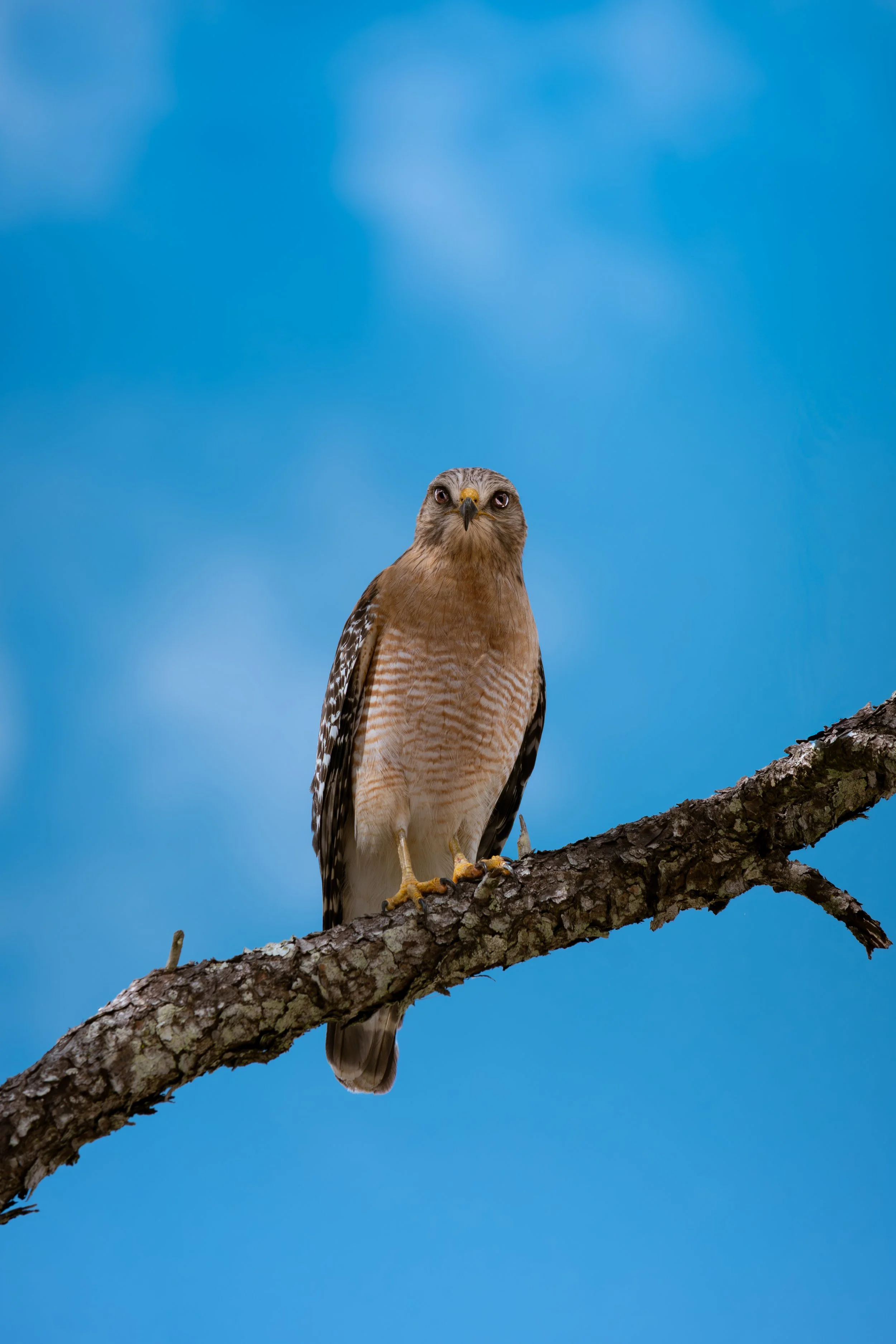 Red Shouldered Hawk (2).jpg