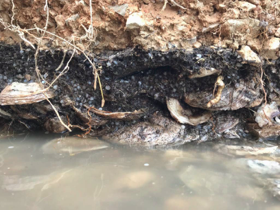 From Addendum: Plastic pellets mixed with oyster shells at all levels of soil on the bank of Cox Creek.