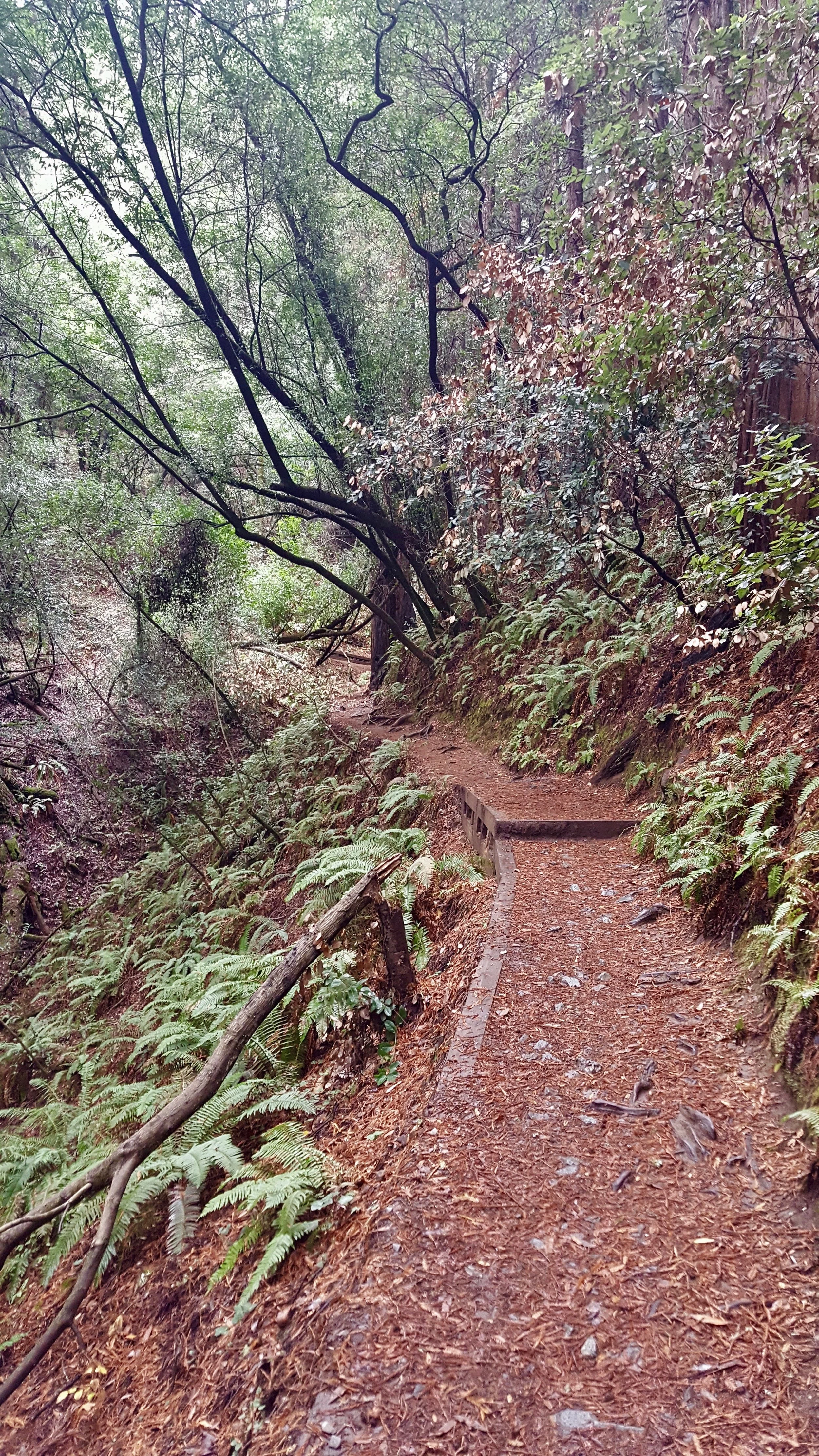 redwood path.jpg