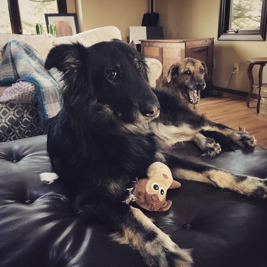 Guinness proud of his monkey despite Otto laughing at him