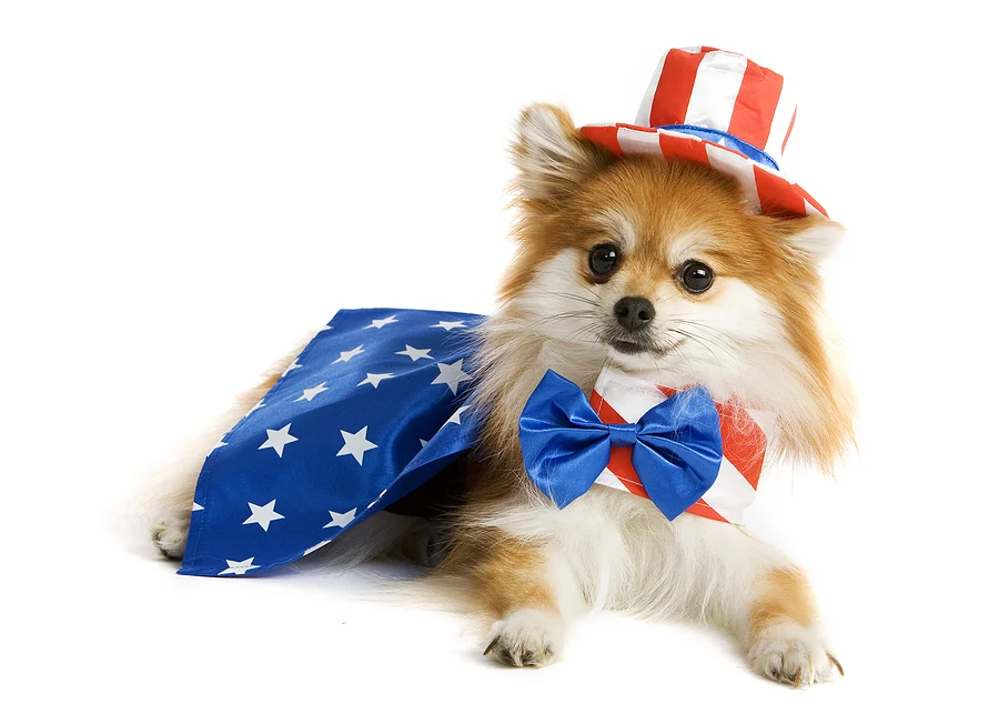 patriotic_pomeranian.jpg