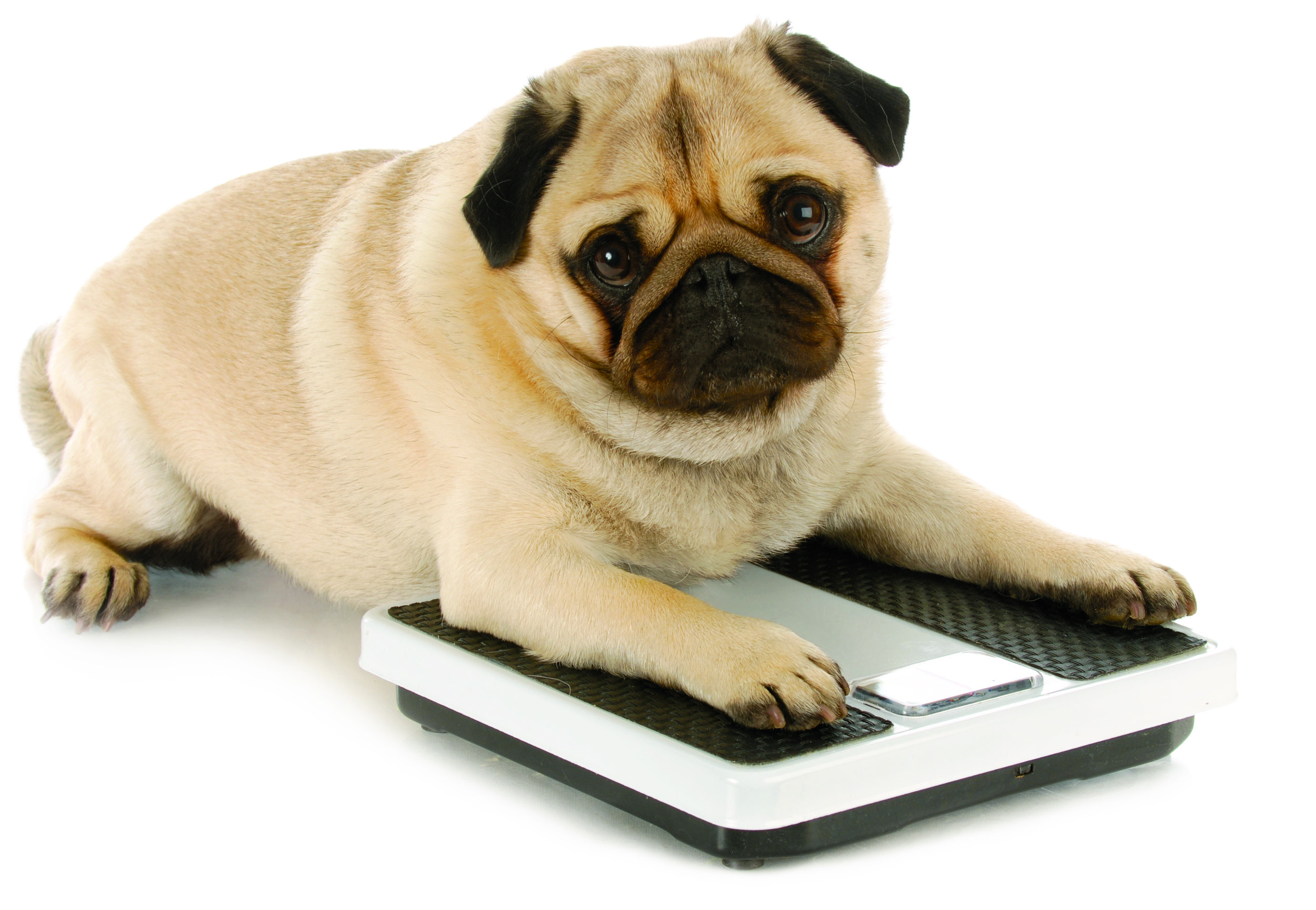 fat_pug.jpg