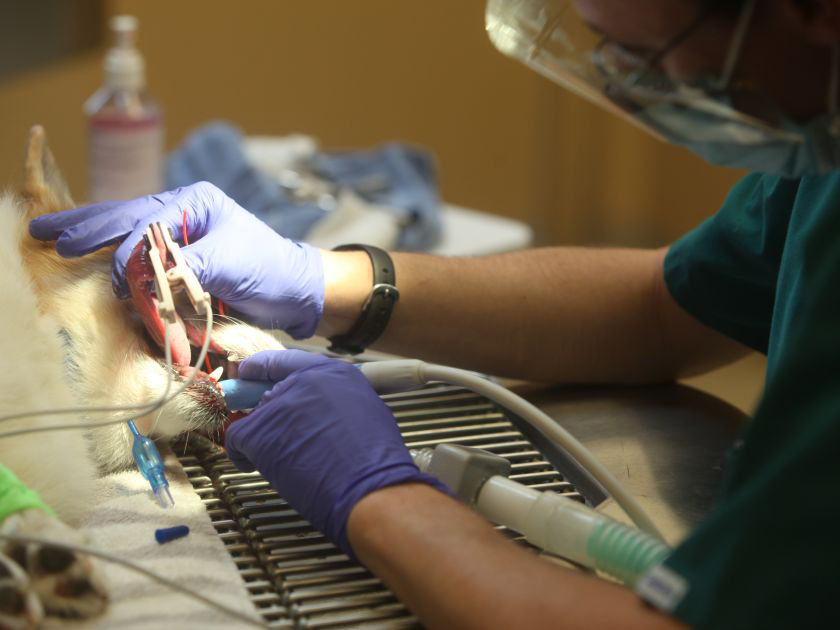 dental_close_up.jpg