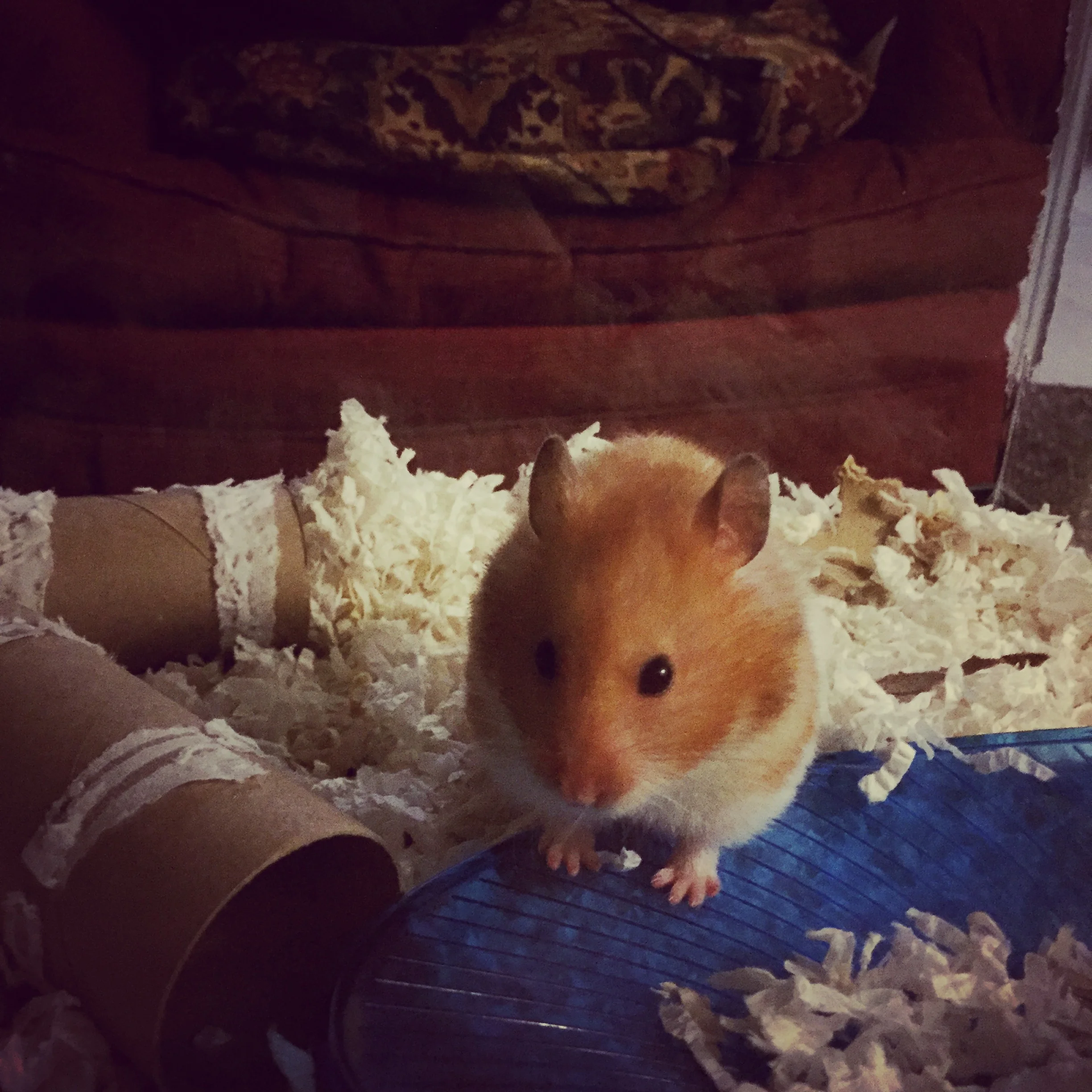 "I'll Take Pet Advice for $500 Alex." 