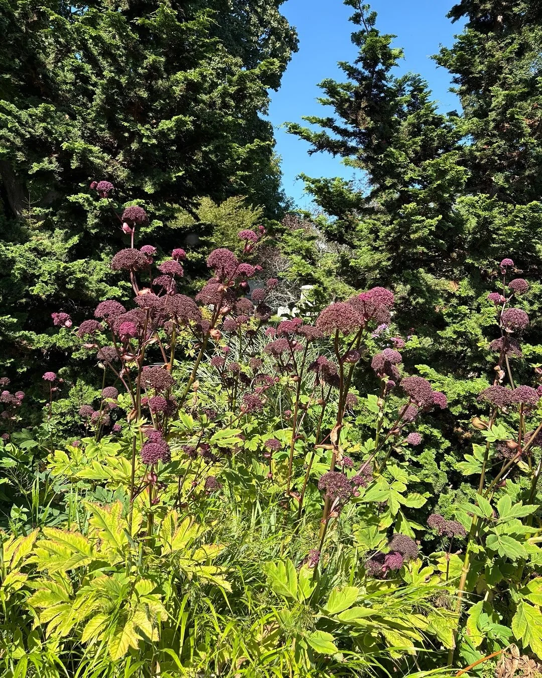 Arlington Cemetery tour with the Garden Club