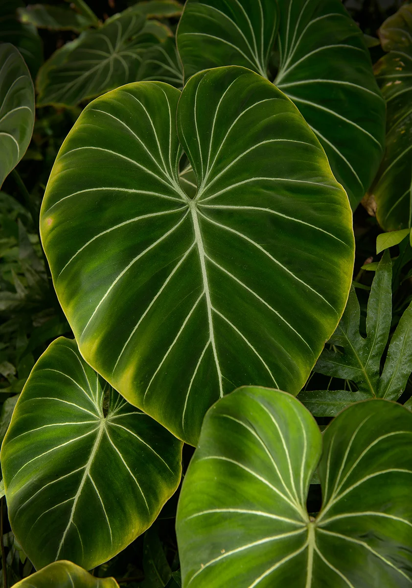 DSC_2699.jpg