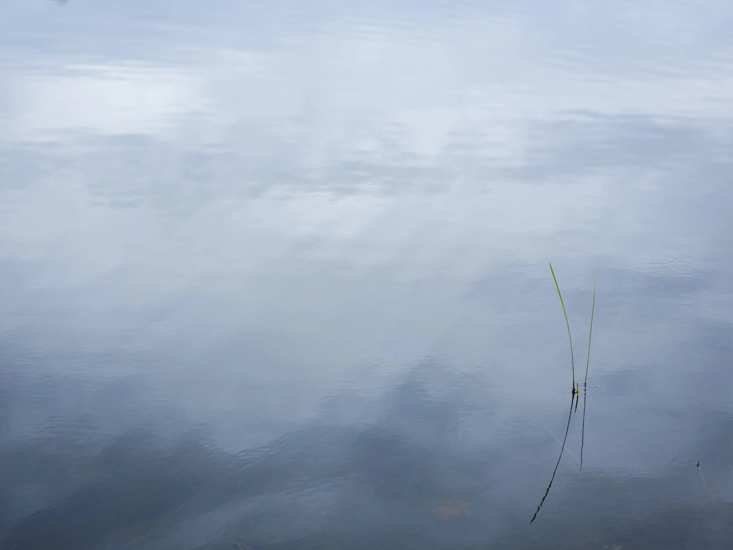 Reeds. Water. Clouds.