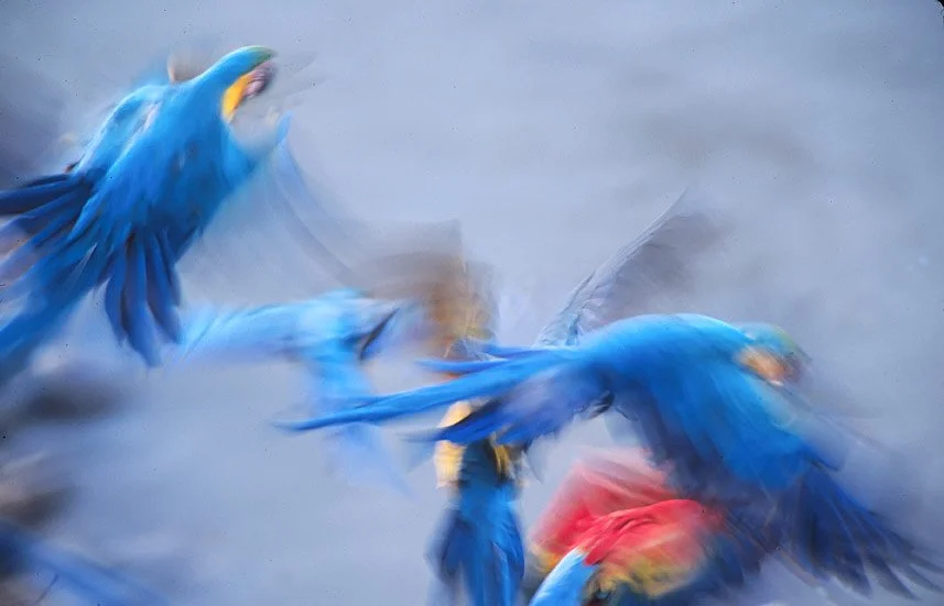 Blurred Motion Macaws