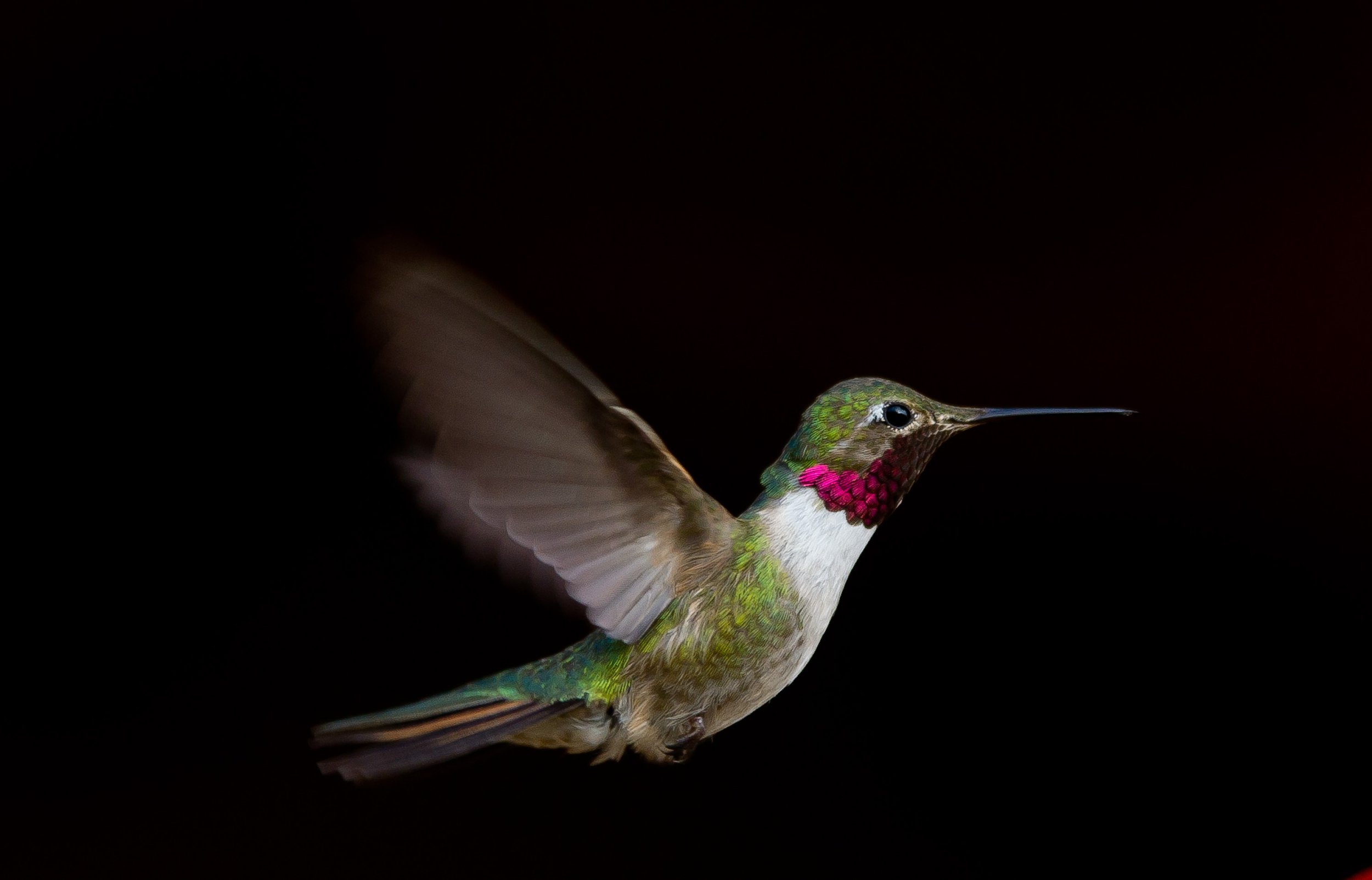 Hummingbirds in South Fork, Colorado