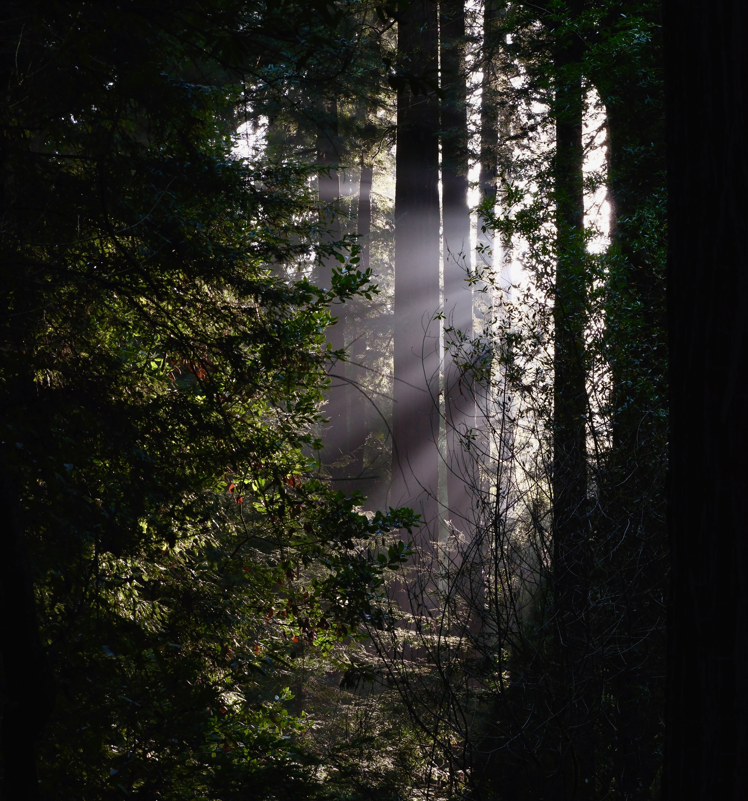 Mauricio Mayorga Vallejo 