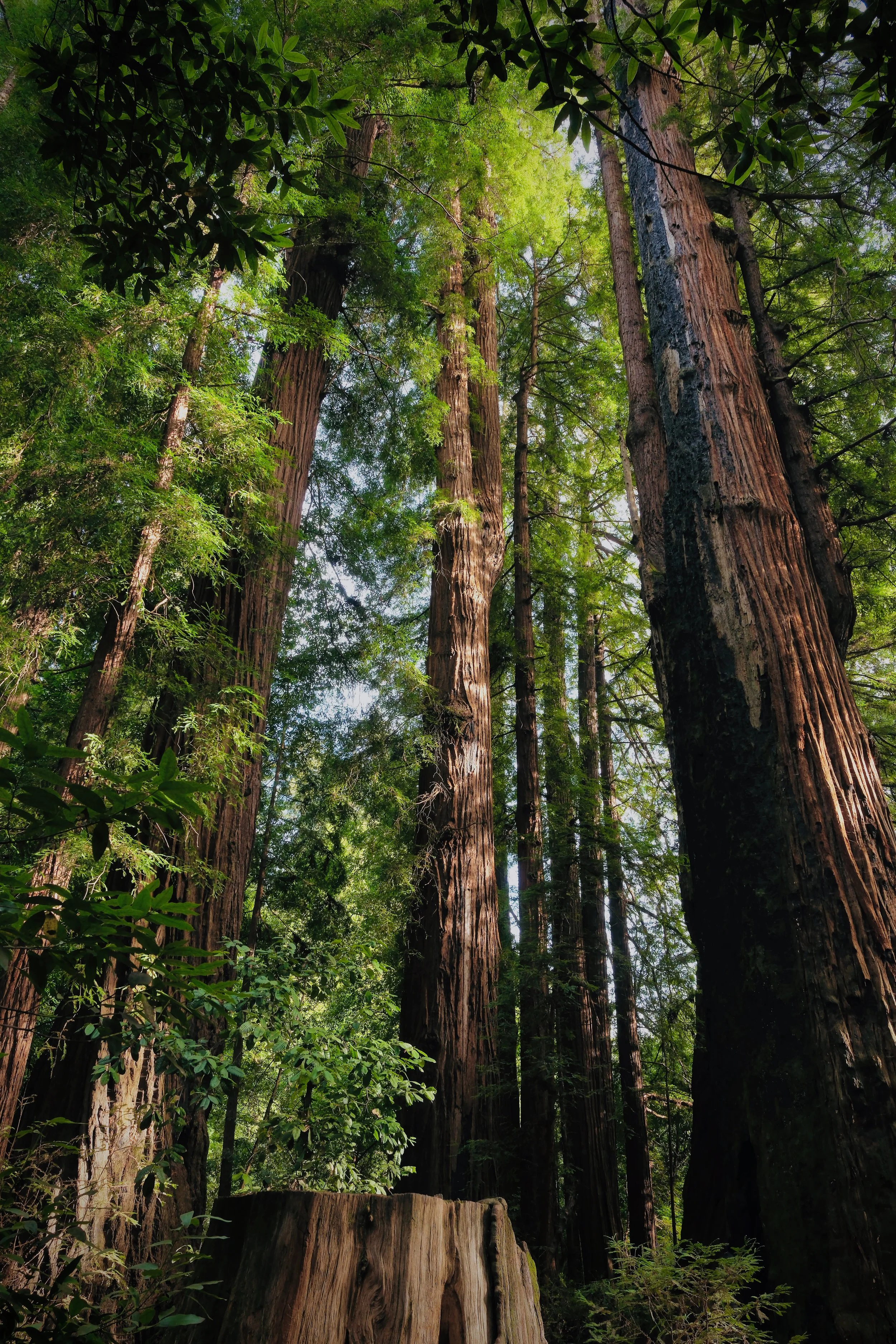 Mauricio Mayorga Vallejo 