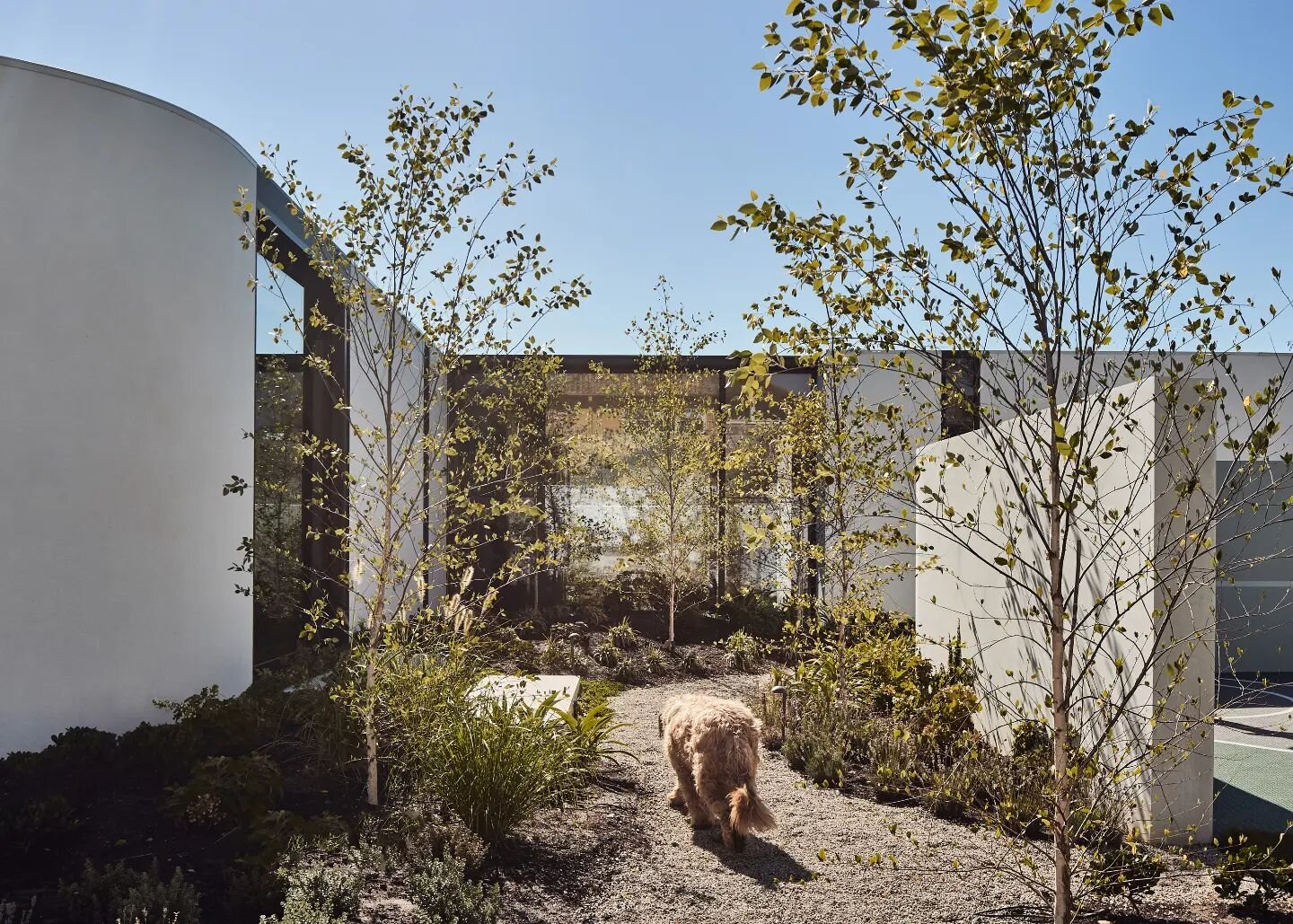 This is the bridge. 
A glass connection between old and new, a mindful separation embedded in the landscape. It's the link between public space and the main retreat.

@basisbuilders
@peterbbennetts
@acre_studio 
@formlandscaping 

#architecture 
#cau