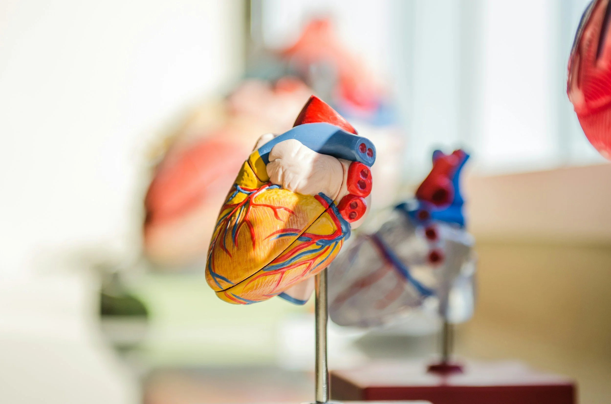 Heart Disease and Calcium Channel Blocker Drugs