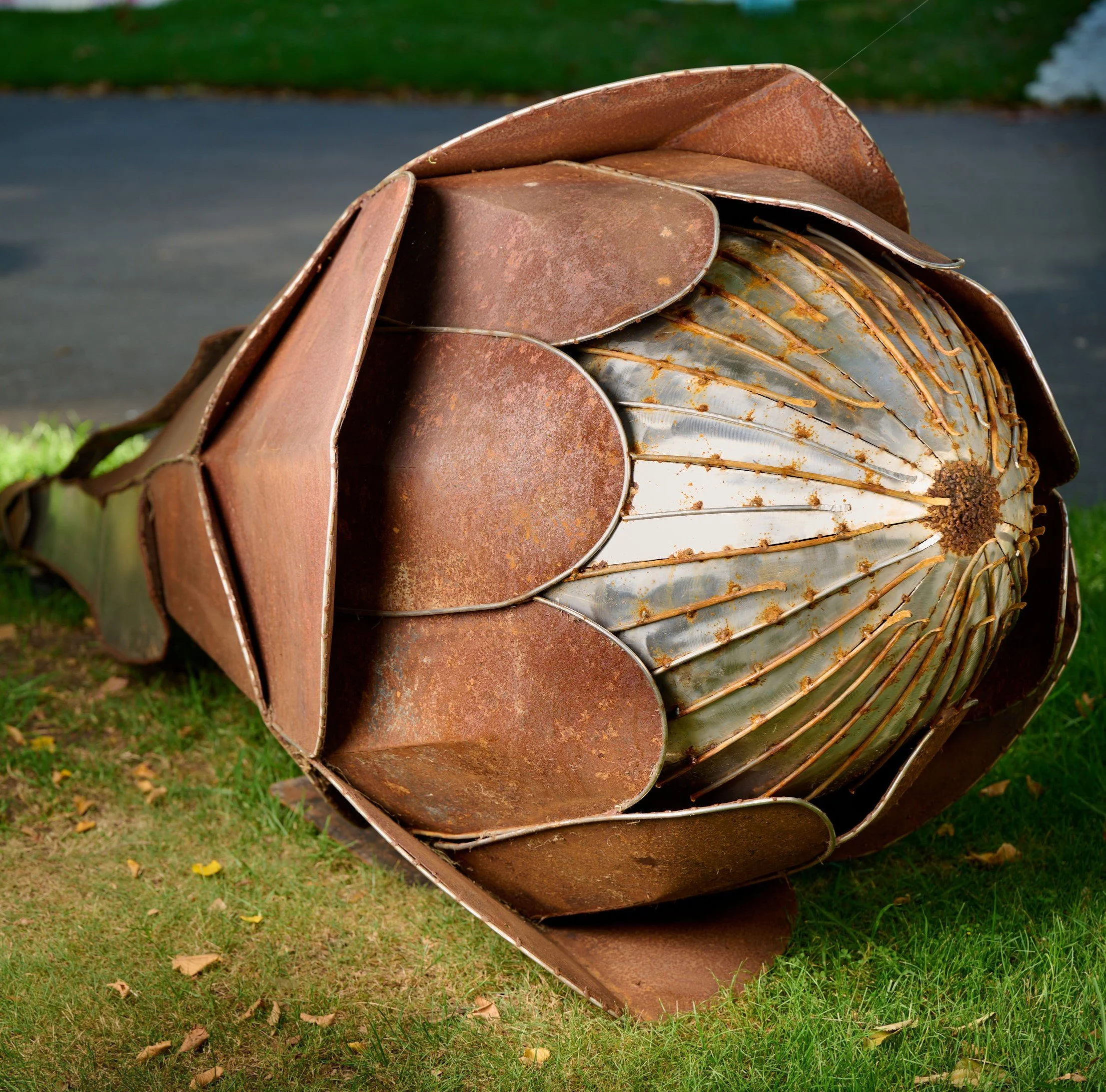 Protea - Melbourne international Flower show estate winner - Available through the shop