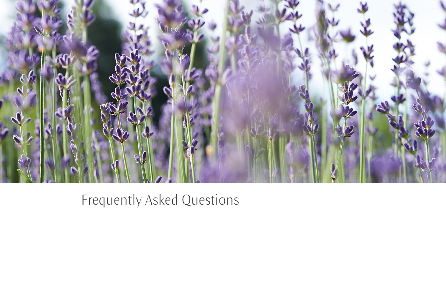 SS-banner-FAQs.png