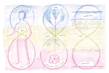 Three-fold systems of Human Beings, Plants & Skin