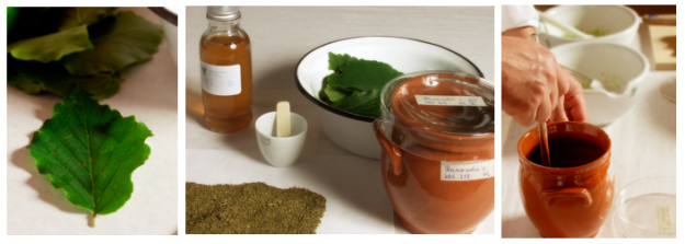 Witch Hazel Essence preparation
