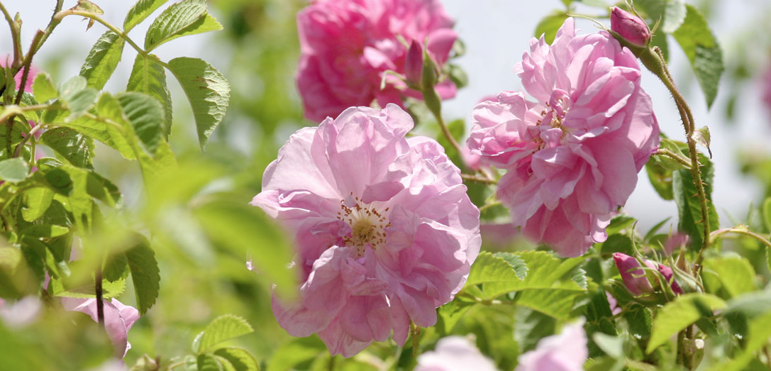 Damask Rose (rosa damascena)