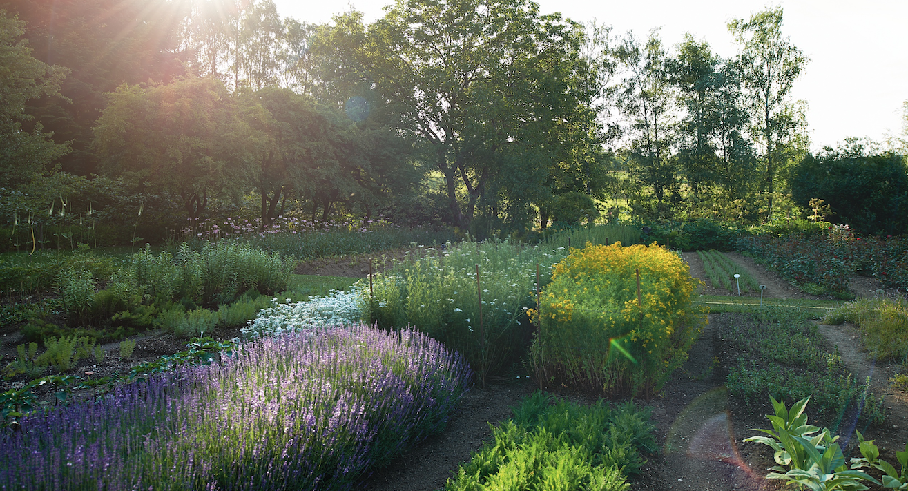 Dr. Hauschka/WALA biodynamic medicinal plant gardens