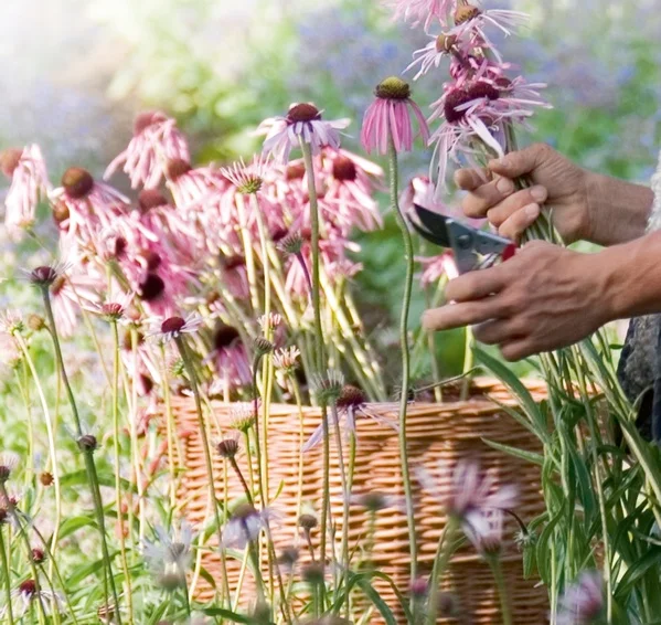 harvesting basket echinacea_Office3276.jpg