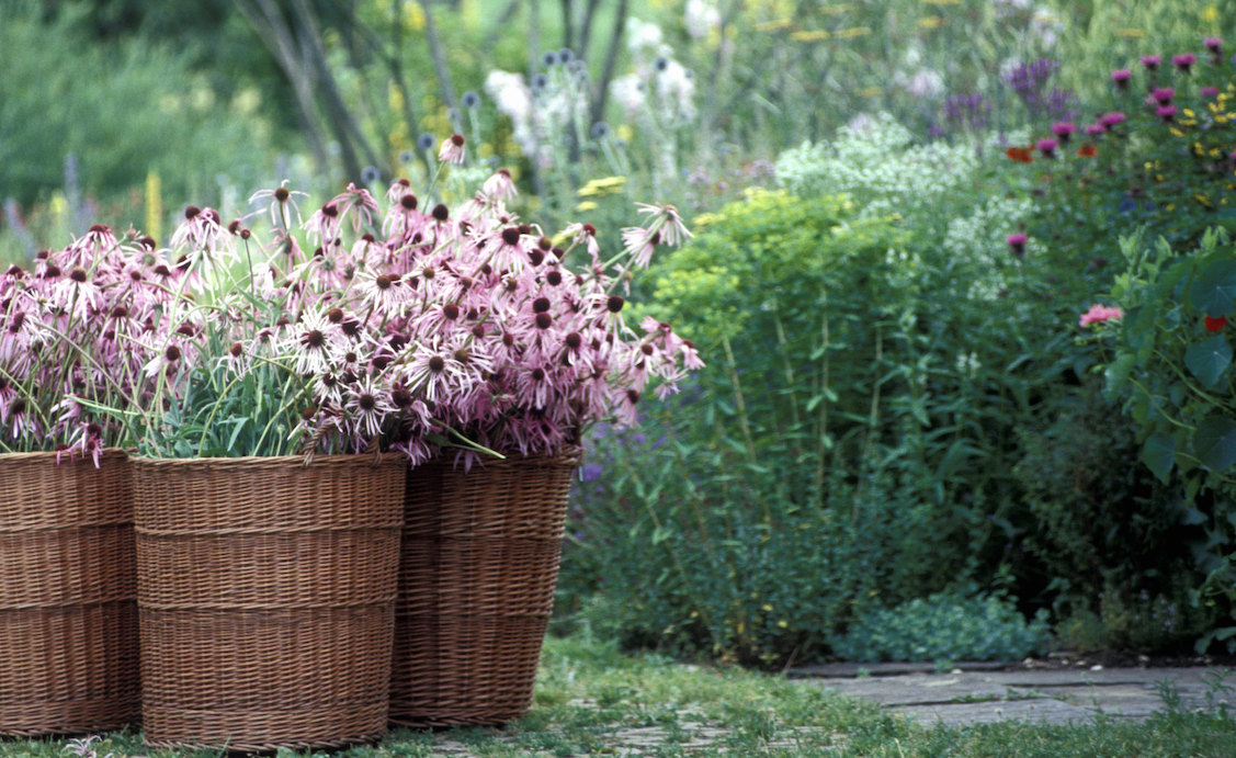 Echinacea is hand-harvested in Dr. Hauschka biodynamic medicinal plant gardens