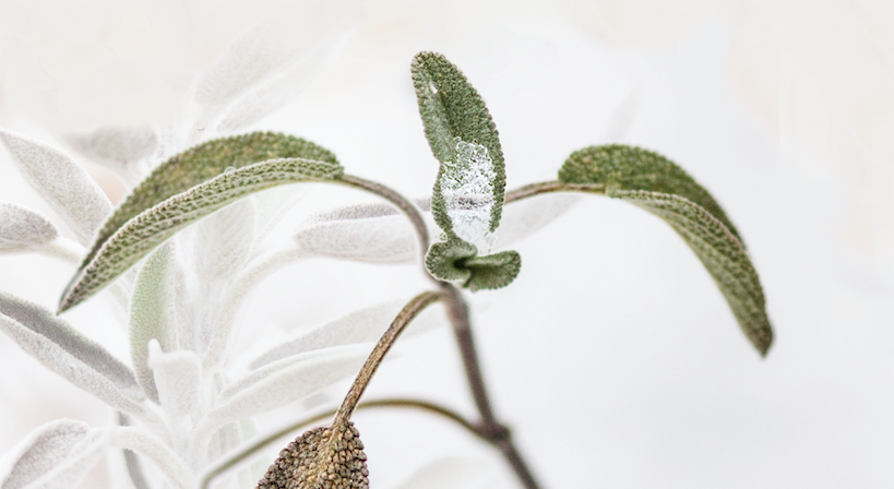 Sage in winter