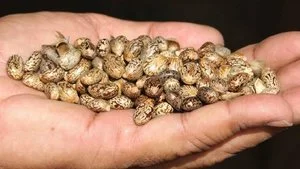 castor beans