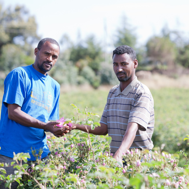 rose ethiopia 2.png