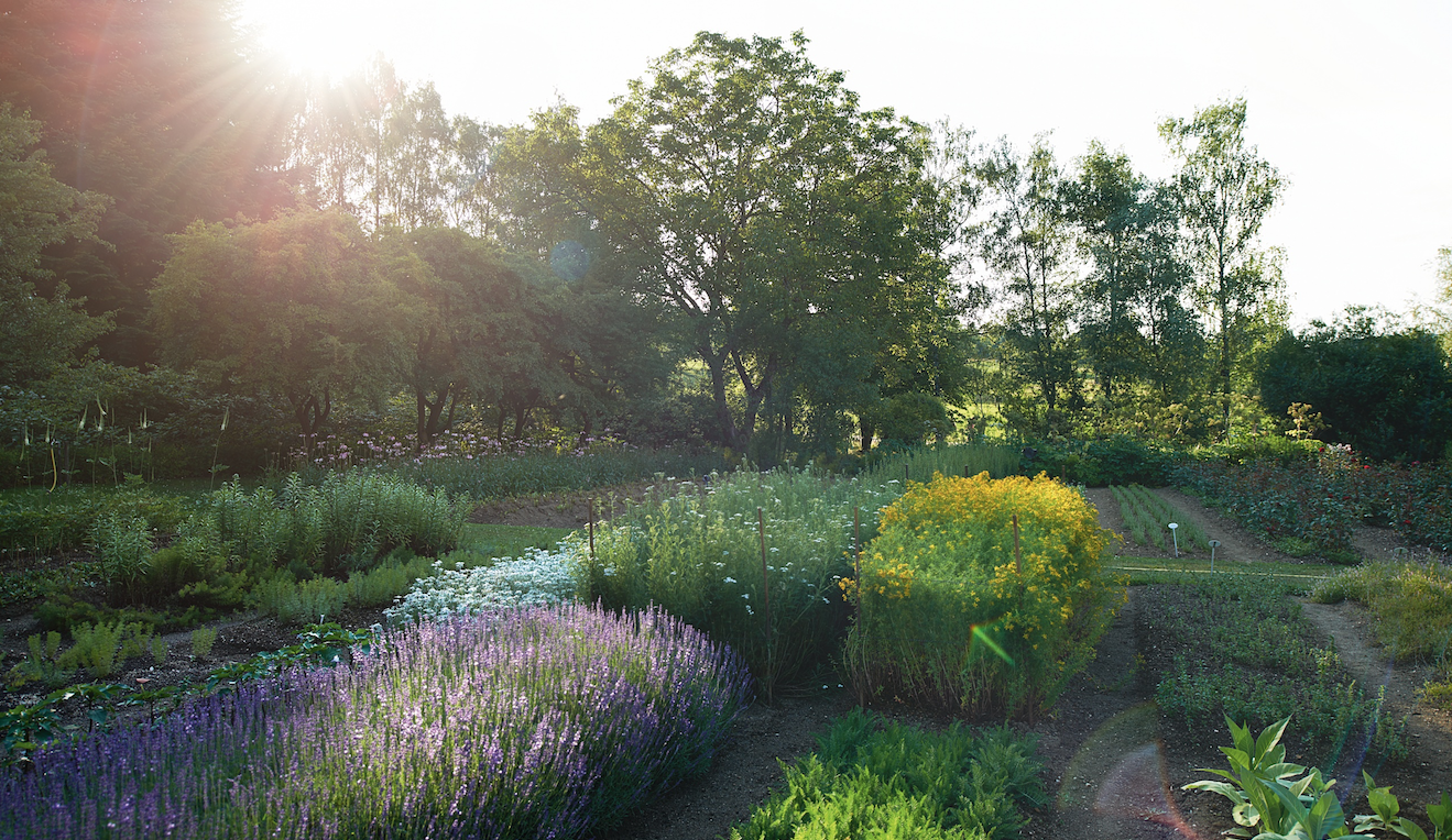 Our biodynamic medicinal plant garden