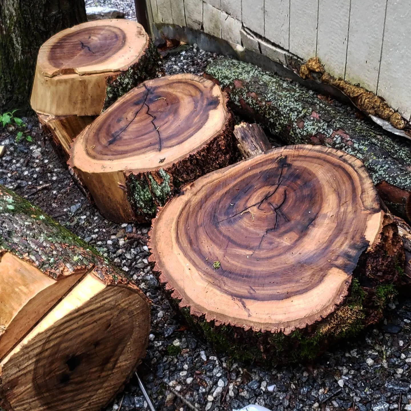 Picked up some gorgeous pieces of walnut on the side of the road! What should I make with these? I was originally thinking of cutting them up to make smaller pieces, but maybe they'd be beautiful end tables? I'm not sure, let me know in the comments!