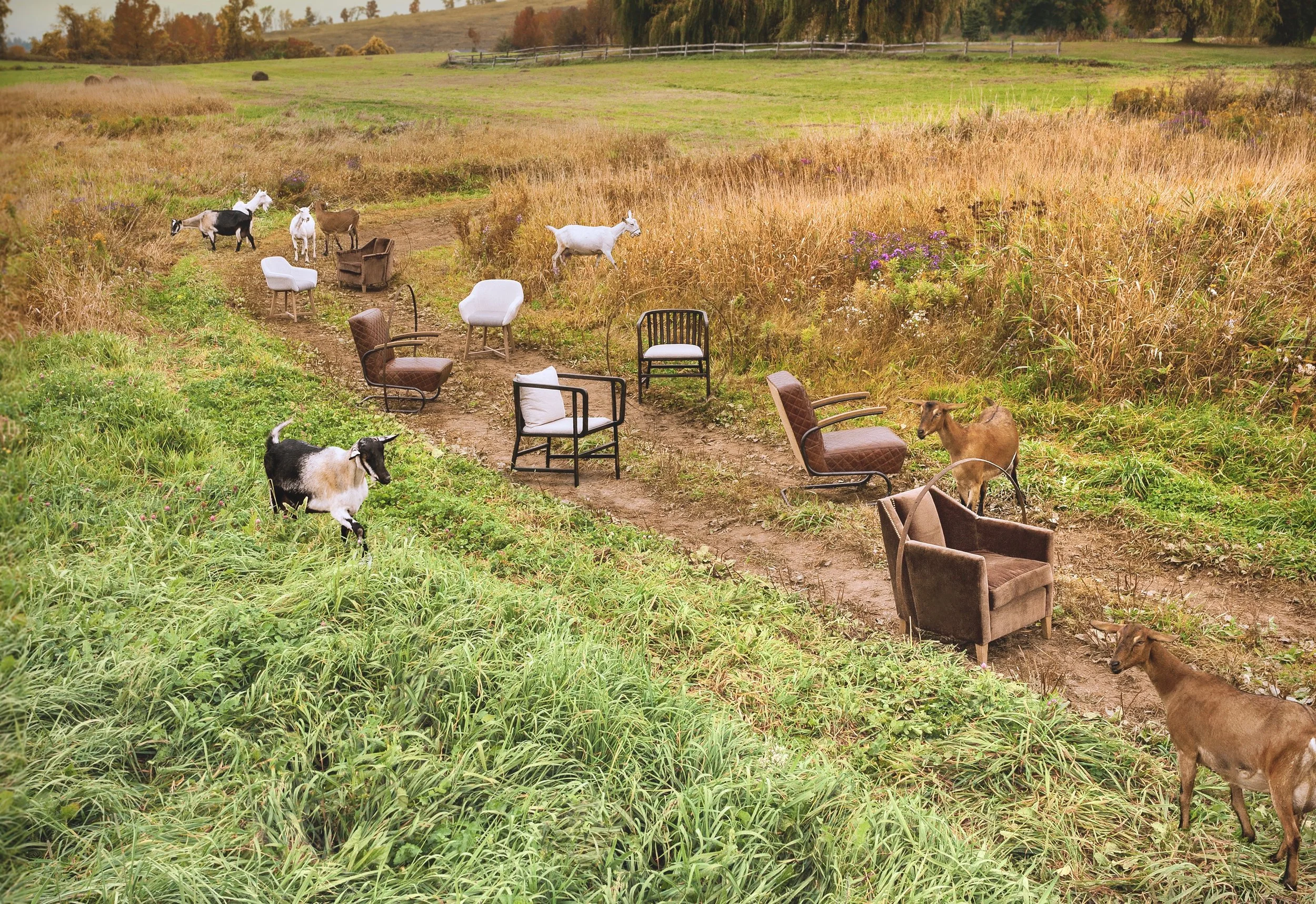 GOATS_Bloomingdale's.300DPI 2.jpg