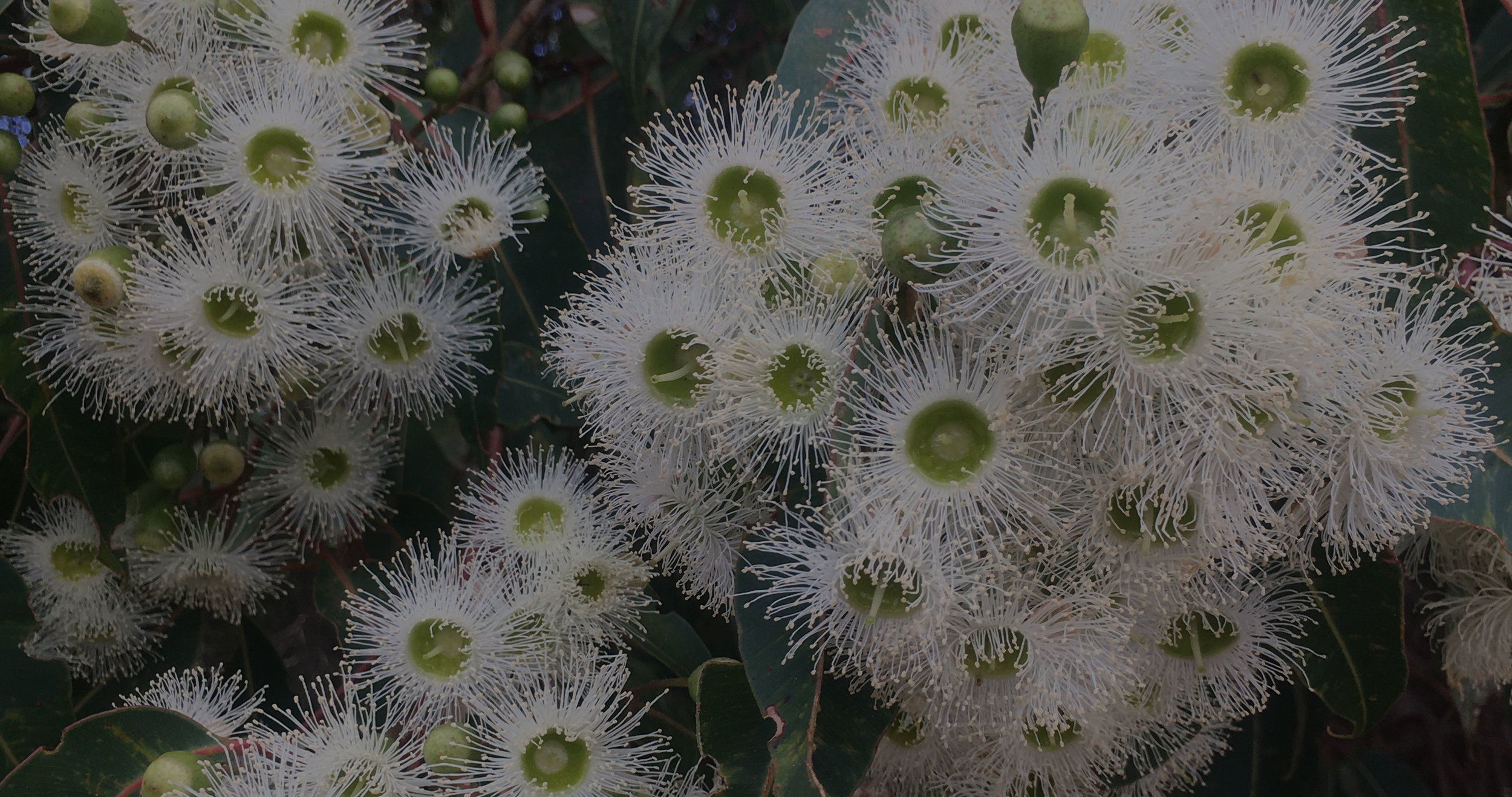  Find us under the Marri tree. There’s the perfect conditions for growing grapes. Drinking them too.   Corymbia. The nature of wine.  