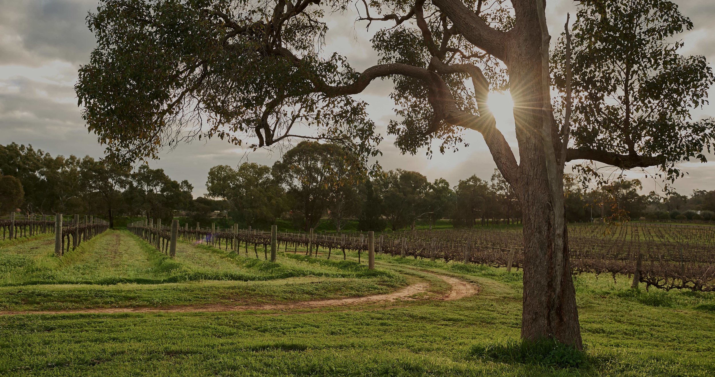  Find us under the Marri tree. There’s the perfect conditions for growing grapes. Drinking them too.   Corymbia. The nature of wine.  