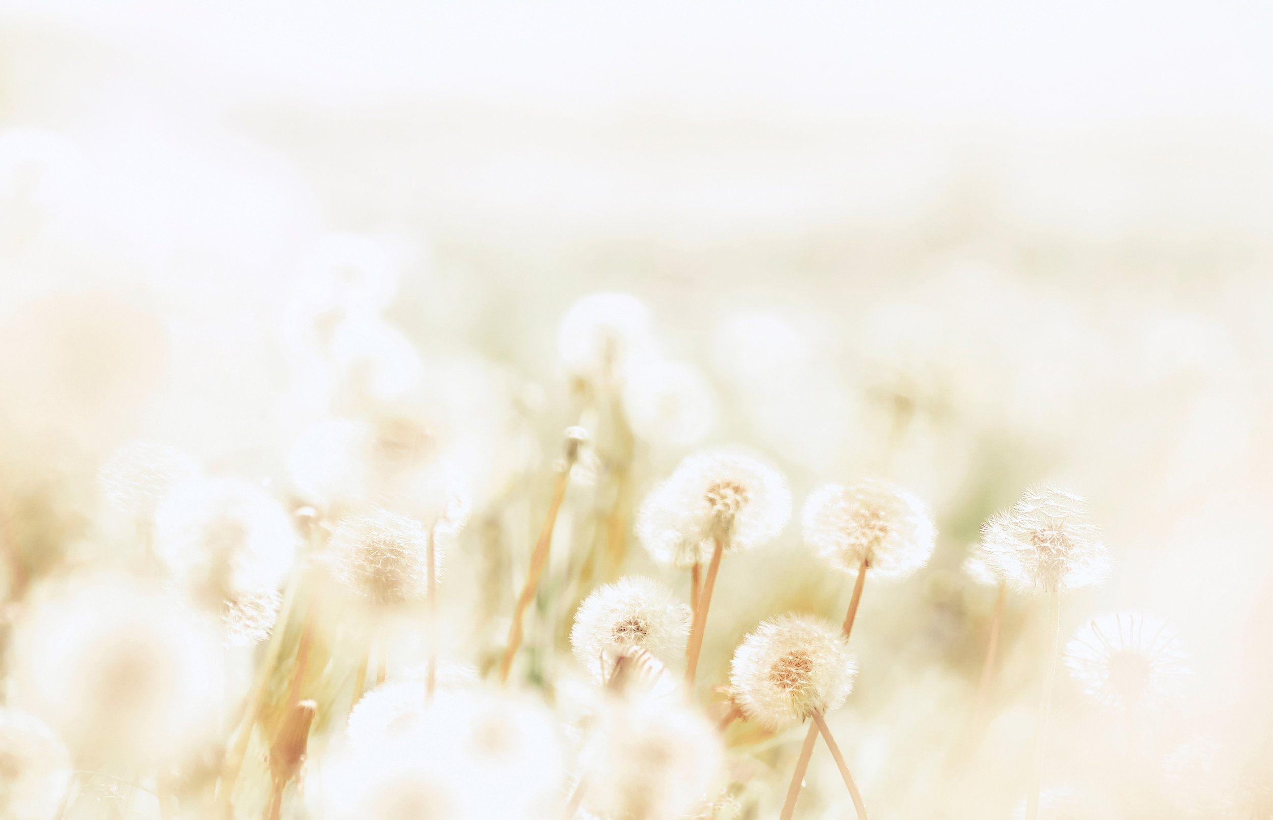 Dandelions-resized.jpg
