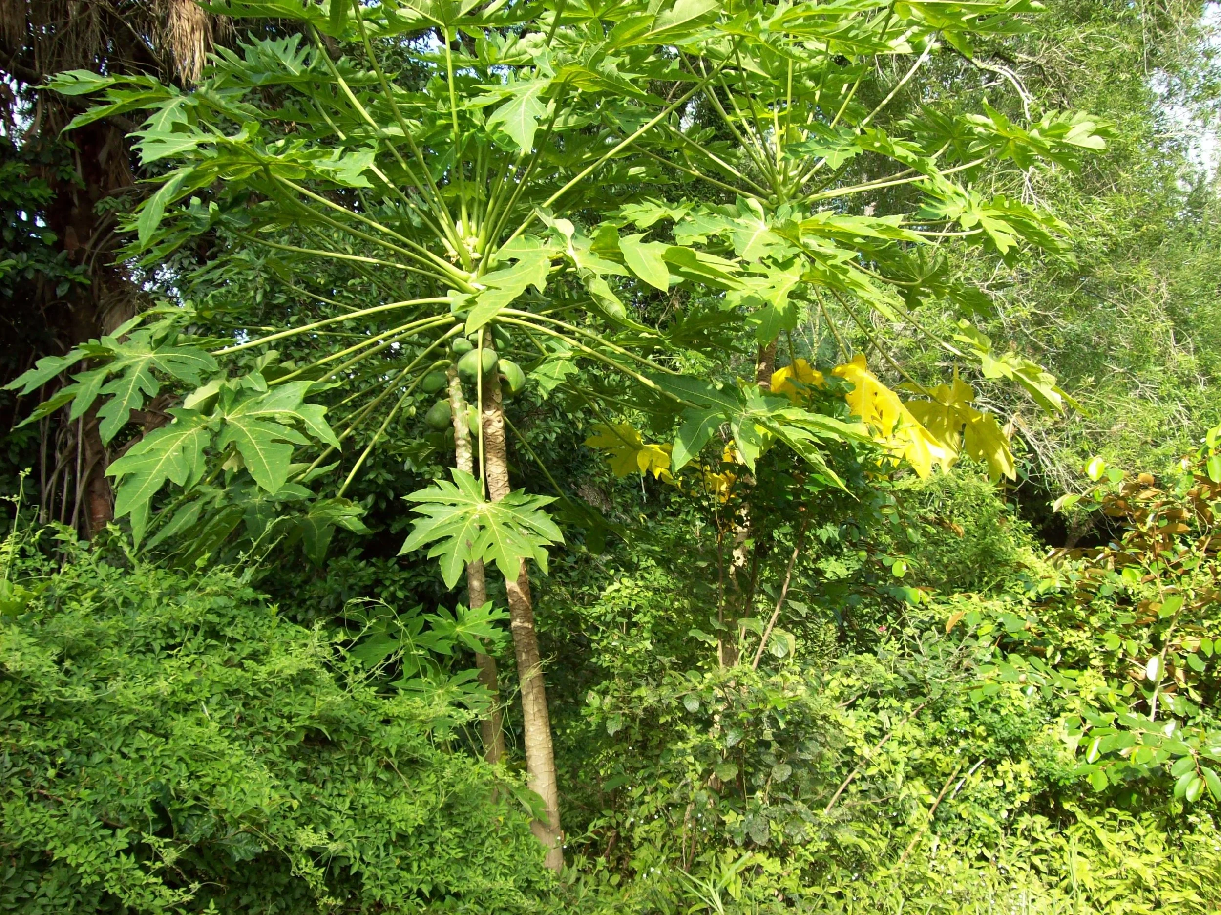 Papaya Tree