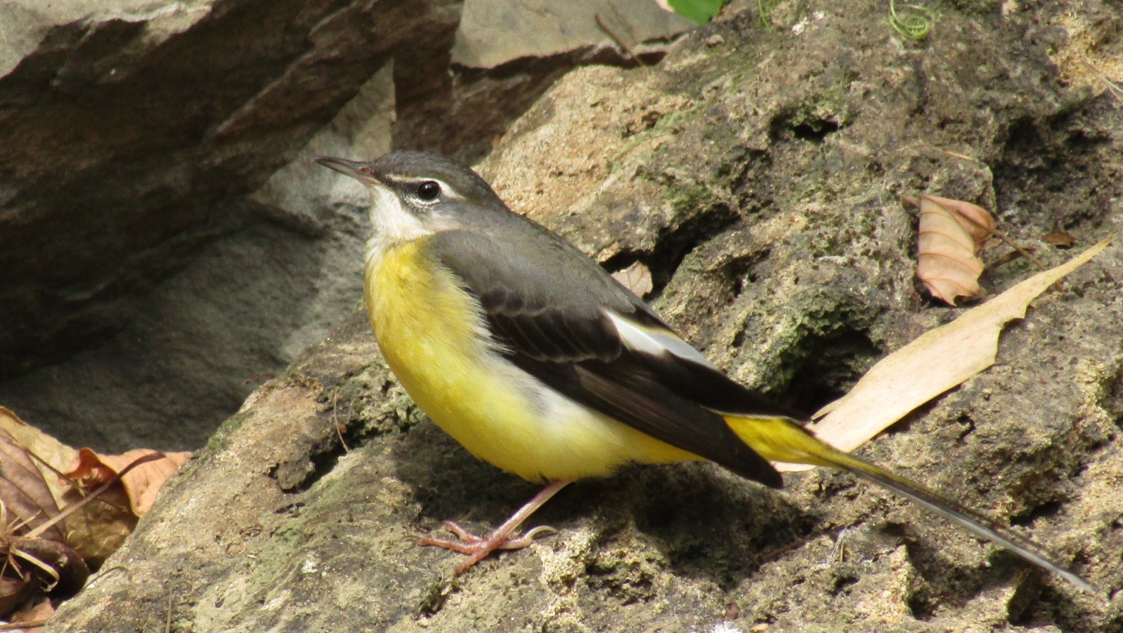 GreyWagtail.Benguet.jpeg
