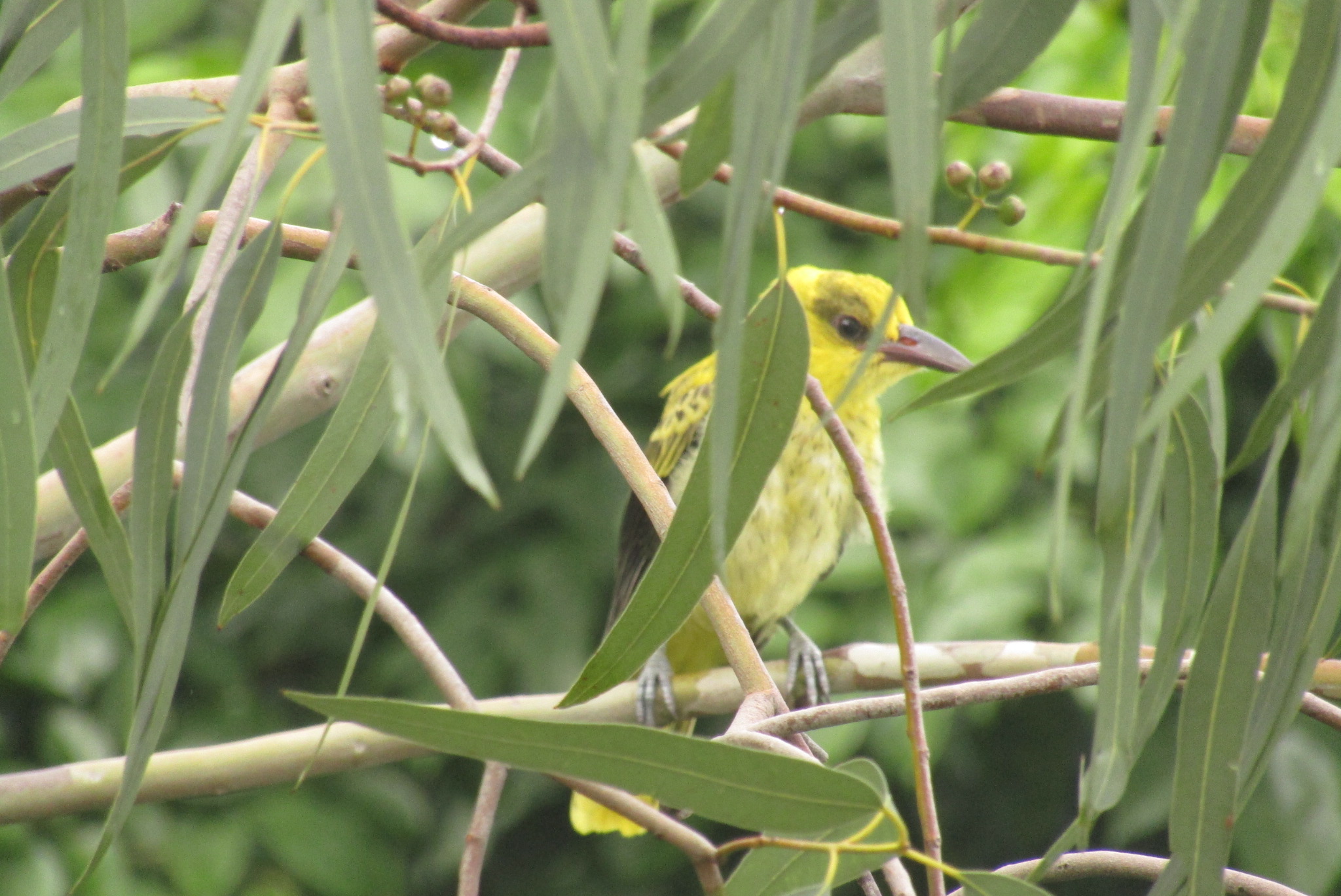 Black-naped Oriole - A juvenile black-naped oriole sounds like a lost kitten. I watched this one every morning for the better part of a week.