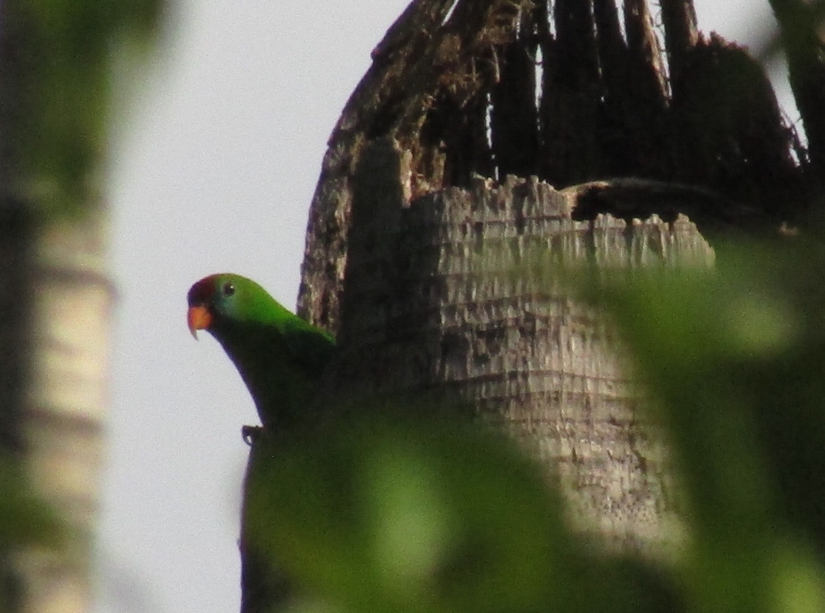 An endemic Philippine Hanging Parrot or Colasisi , in the UP Diliman campus. These small, brightly colored birds can be found in a variety of habitats in many parts of the country, but have become threatened by the pet trade.