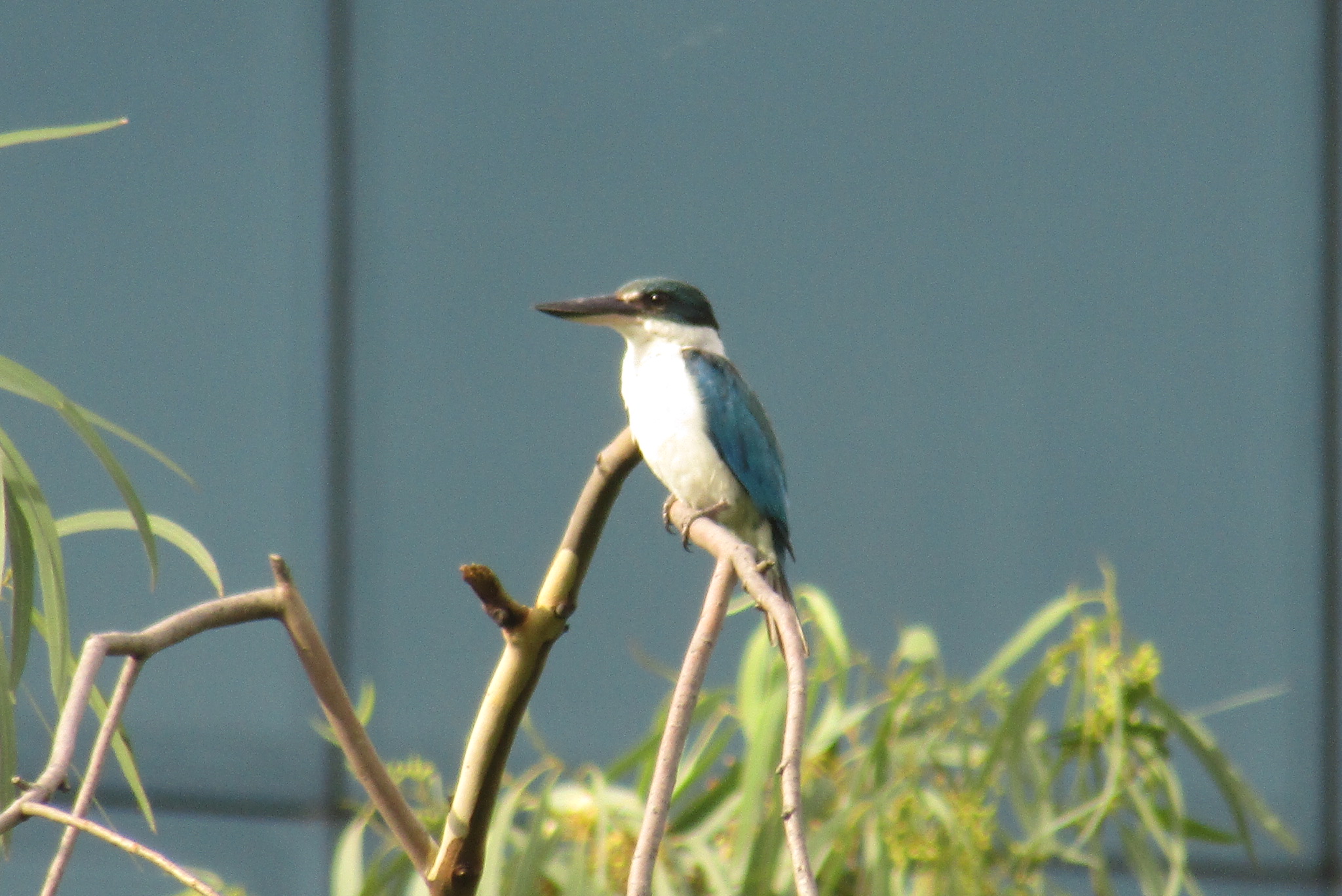 White-collared Kingfisher - A folk belief says that hearing the Kingfisher’s call bodes ill - not for the one who hears it directly, but in a complicated, roundabout way, for people that they know but aren’t very close to.