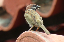 Eurasian Tree Sparrow - The Maya (or Mayang Bahay ) is perhaps our most recognizable bird. It is, however, not an endemic species, and is thought to have been brought over from Europe https://www.rappler.com/move-ph/106946-tilapia-guppies-maya-ph