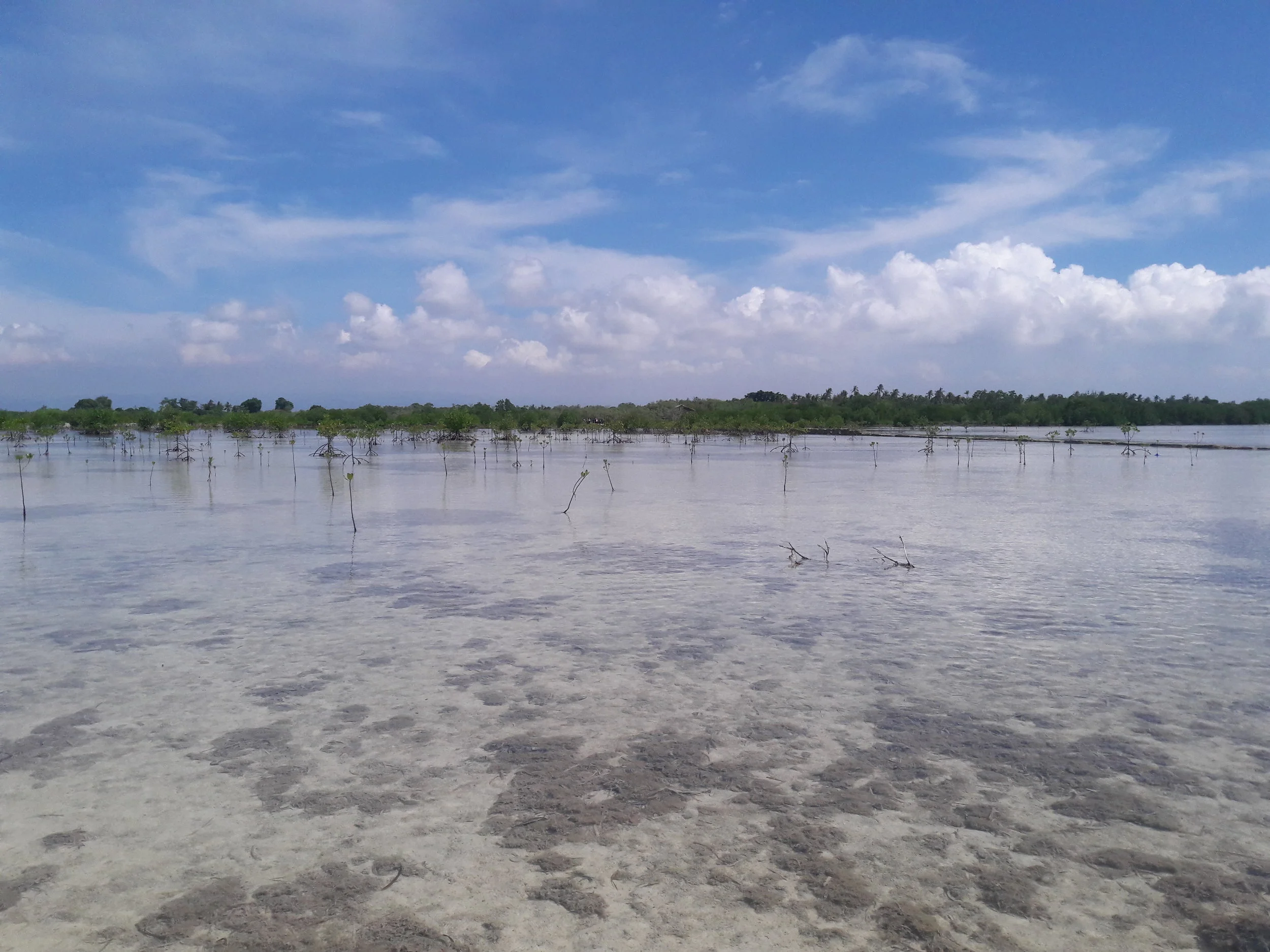 Mangroves, like these, in the Olango Island Wildlife Sanctuary in Cebu, play an important role in the ecosystem, serving as biodiversity protection, among other benefits.