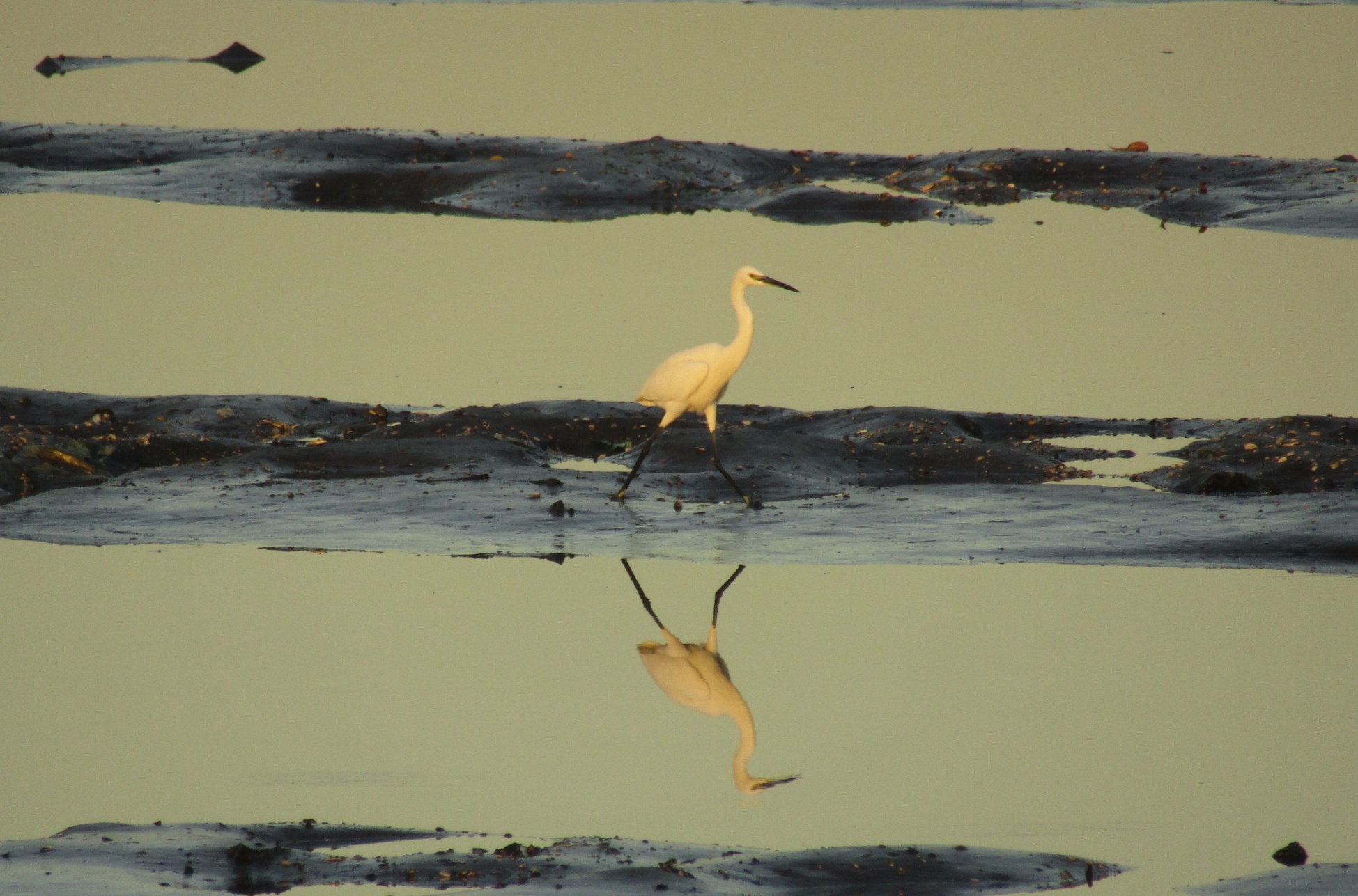 A Little Egret ( Egretta garzetta) in the mudflats at the Las Pinas- Paranaque Critical Habitat and Ecosystem Area (LPPCHEA)