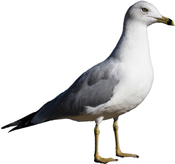 SEAGULL