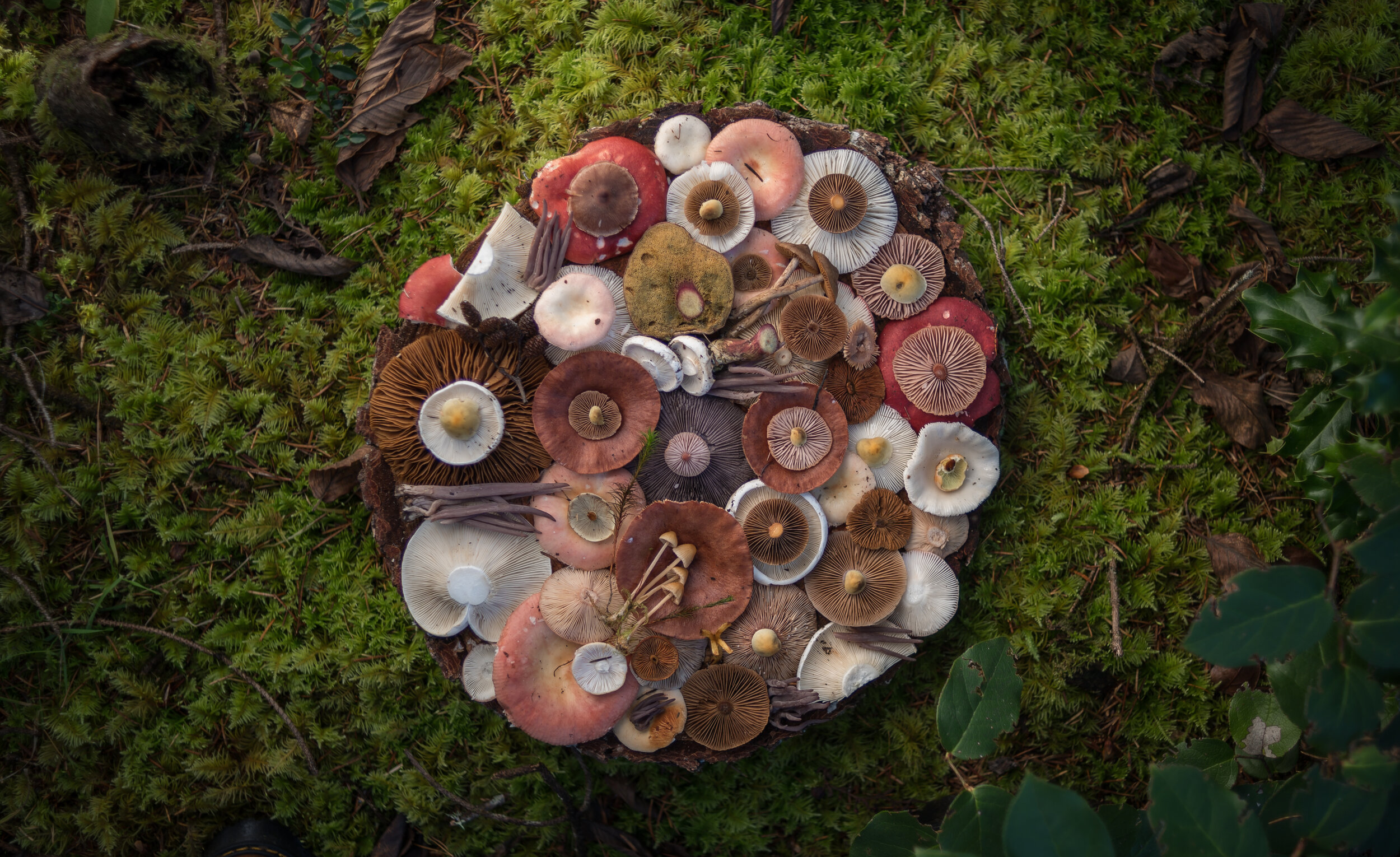 mushroom collage edits 3-6.jpg