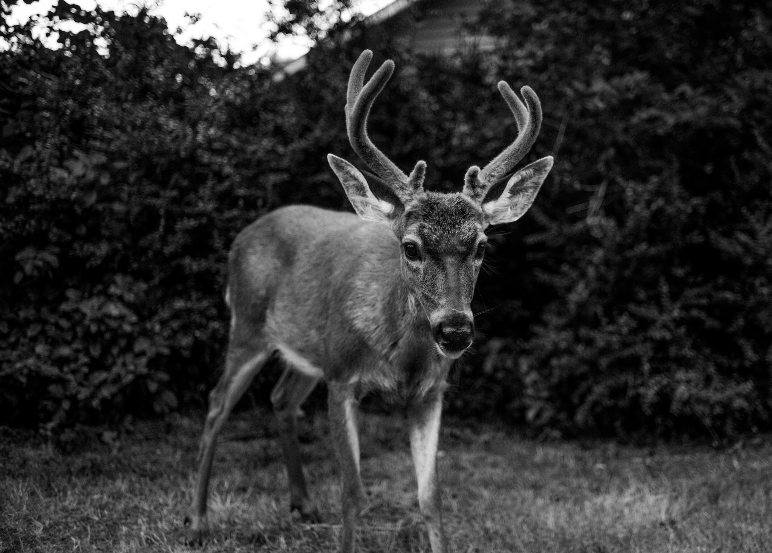 deer-12.jpg