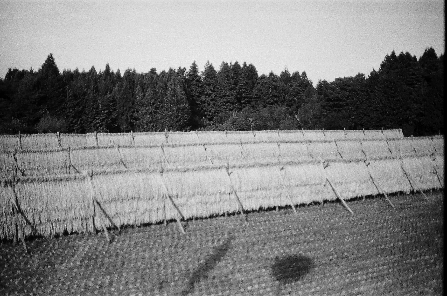ricefield.jpg
