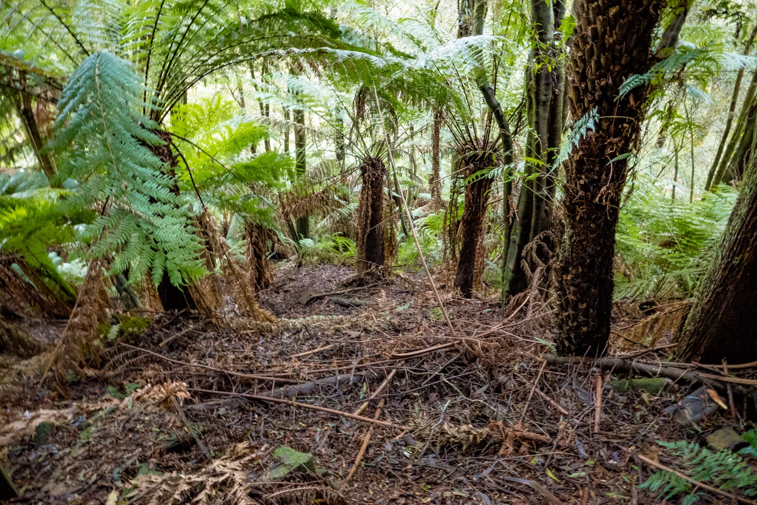Paths and trails are lined with leaf matter from broken ferns. This section is located directly behind a popular photography position in which the ferns are almost no existent.